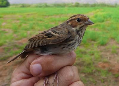 Anillar aves migratorias en el Parque Nacional de Souss Massa