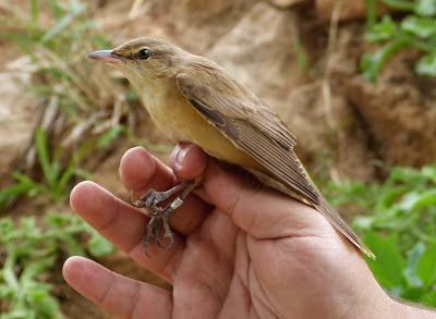 Anillar aves migratorias en el Parque Nacional de Souss Massa