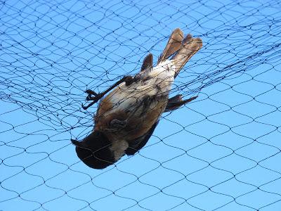 Anillar aves migratorias en el Parque Nacional de Souss Massa