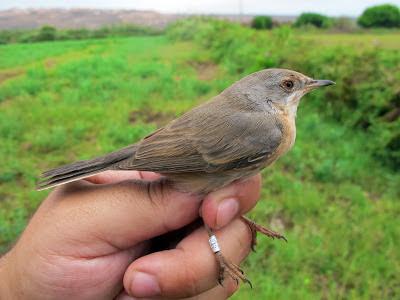 Anillar aves migratorias en el Parque Nacional de Souss Massa
