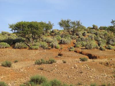 Parque Nacional de Souss Massa en Primavera