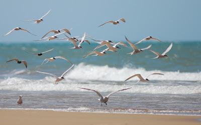 Día mundial de las aves migratorias. 11 y 12 de Mayo 2013.