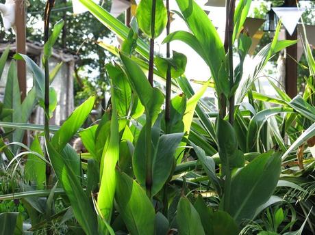 Una boda diferente, porque la pareja lo es