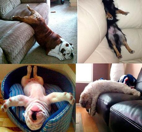 Salva-muebles-perros