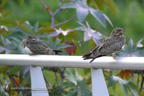 Ñacundá (Nacunda Nighthawk) Chordeiles nacunda