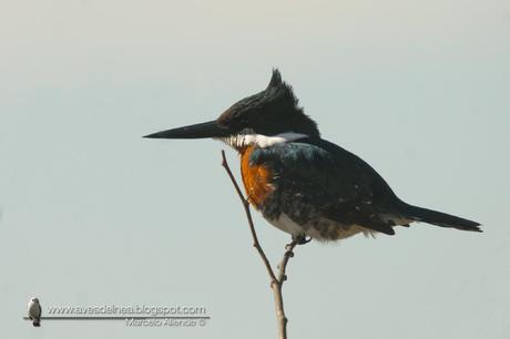 Martín pescador chico (Green Kingfisher) Chloroceryle americana