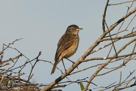 Pico de plata (Spectacled tyrant) Hymenops perspicillatus