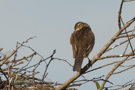 Pico de plata (Spectacled tyrant) Hymenops perspicillatus