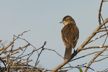Pico de plata (Spectacled tyrant) Hymenops perspicillatus