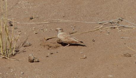 Aousserd,  En busca del desierto.