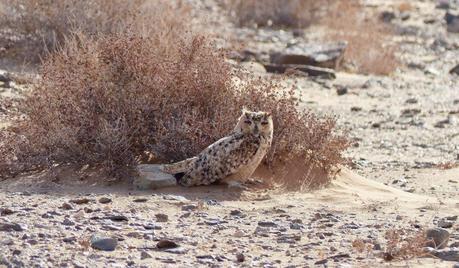 Aousserd,  En busca del desierto.