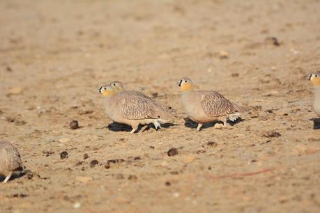 Aousserd,  En busca del desierto.