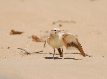 Aousserd,  En busca del desierto.