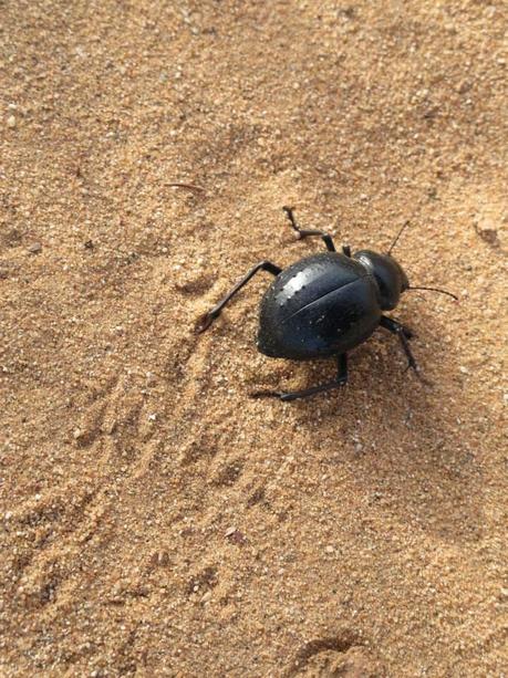 Aousserd,  En busca del desierto.