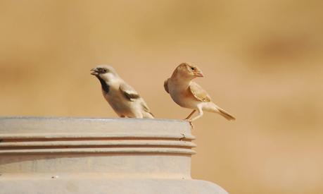 Aousserd,  En busca del desierto.