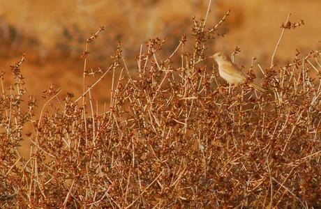 Aousserd,  En busca del desierto.