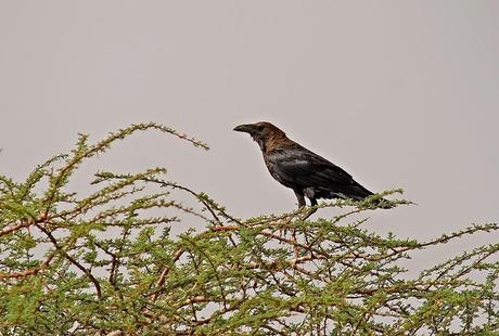 Aousserd,  En busca del desierto.