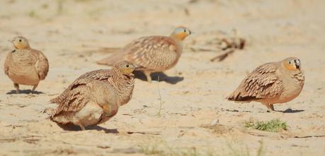 Aousserd,  En busca del desierto.