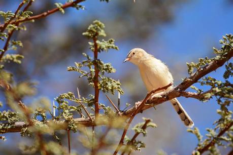 Aousserd,  En busca del desierto.