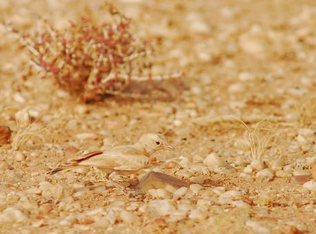 Aousserd,  En busca del desierto.