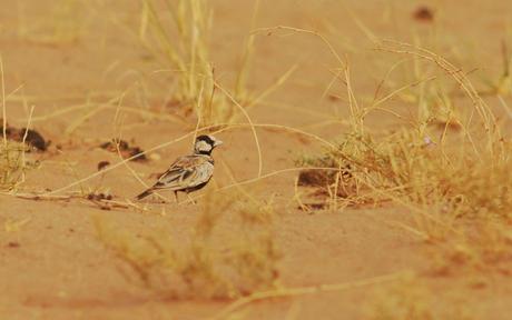 Aousserd,  En busca del desierto.