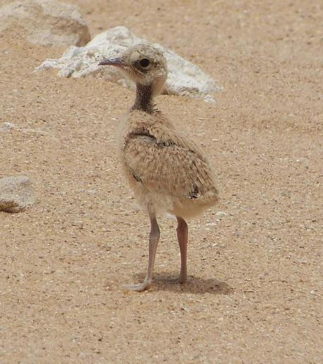 Aousserd,  En busca del desierto.