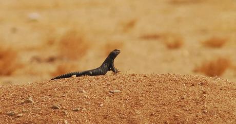 Aousserd,  En busca del desierto.