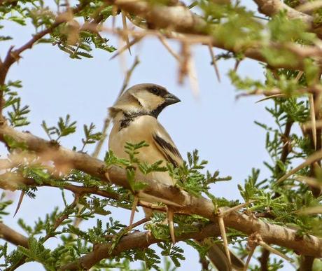 Aousserd,  En busca del desierto.