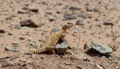 Aousserd,  En busca del desierto.