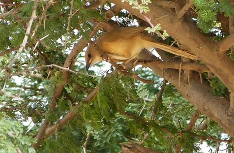 Aousserd,  En busca del desierto.