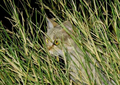 Aousserd,  En busca del desierto.