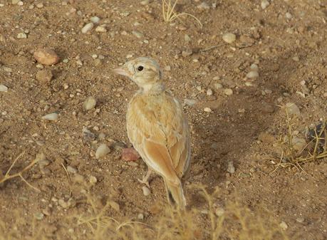 Aousserd,  En busca del desierto.
