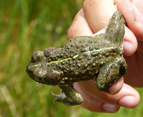 Aousserd,  En busca del desierto.