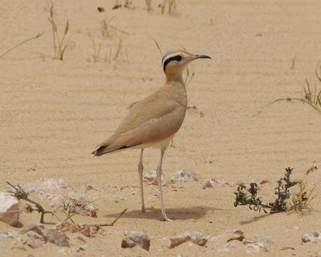 Aousserd,  En busca del desierto.
