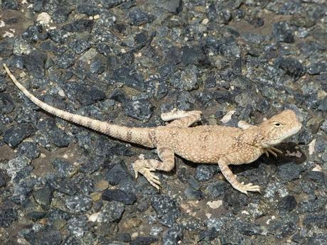 Aousserd,  En busca del desierto.