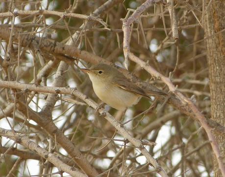 Aousserd,  En busca del desierto.