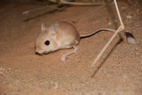 Aousserd,  En busca del desierto.
