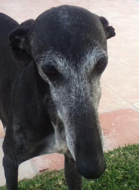 CAROL, PRECIOSA GALGA EN ADOPCIÓN.