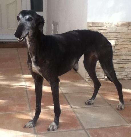 CAROL, PRECIOSA GALGA EN ADOPCIÓN.