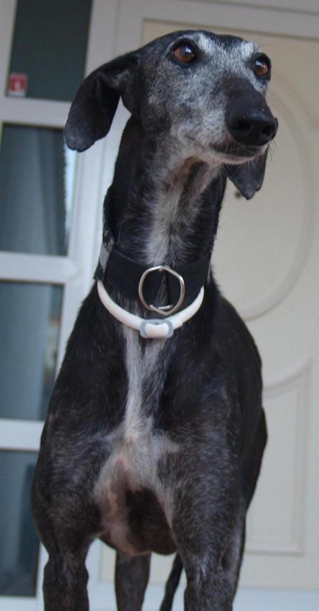 CAROL, PRECIOSA GALGA EN ADOPCIÓN.