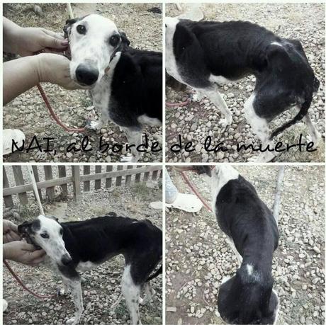 AYUDA URGENTE!! GALGA ENFERMA NECESITA ACOGIDA O MORIRÁ DONDE ESTÁ....(SEVILLA)