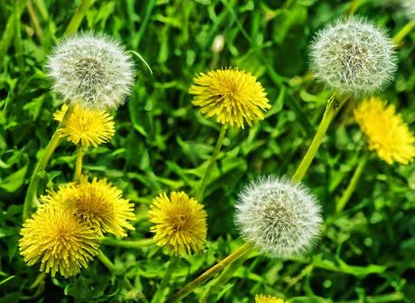 plantas medicinales, propiedades diente de leon