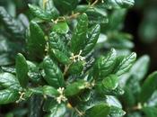 infusiones para recuperarte comidas digestiones pesadas