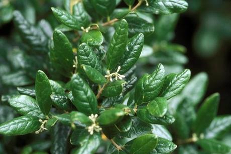 plantas medicinales, propiedades del boldo