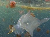 Descubiertas nuevas especies mortal medusa irukandji