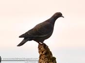 Paloma picazuró (Picazuro Pigeon) Patagioenas picazuro