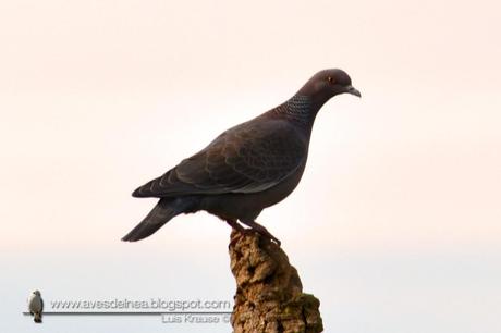 Paloma picazuró (Picazuro Pigeon) Patagioenas picazuro