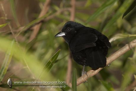 Frutero negro (White-lined Tanager) Tachyphonus rufus