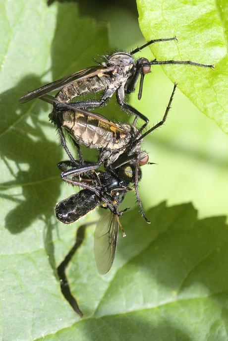 Para ampliar Empis sp. (Linnaeus, 1758) Cópula hacer clic