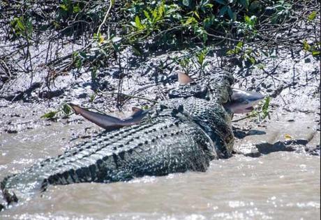 lucha entre un cocodrilo y un tiburón toro en río de Australia